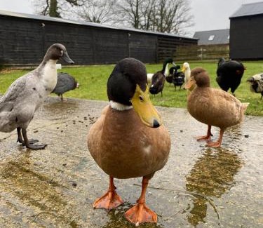 Ashford House | Hunters Lodge - Rustic farm stay
