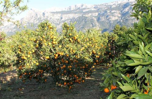 Soller House | Ideal for resting, hiking or biking