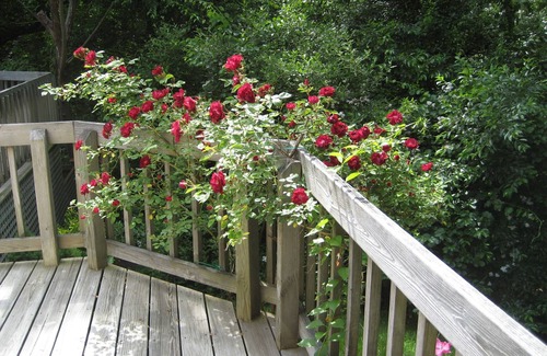 Vineyard Haven House | In the Woods/Walk to Town: Shared house w/1 other guest room