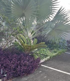 Pelletan Apartment | Jasmin des îles