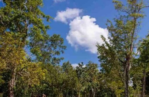 Puerto Morelos House | Jungle House next to Cenotes Puerto Morelos!
