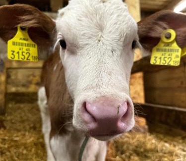 Aich House | Klöckhof