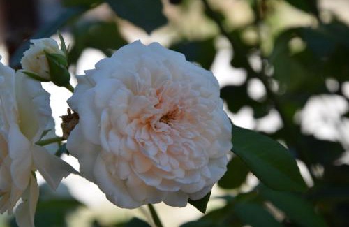 Acquasparta Bed & Breakfast | La Casa Nell'Oliveto Bed & Breakfast