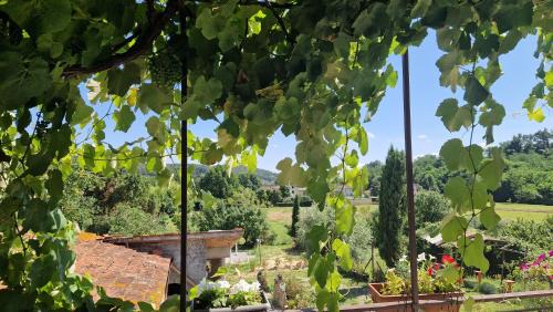 Capannori Apartment | La casa nella vigna [colline del vino]