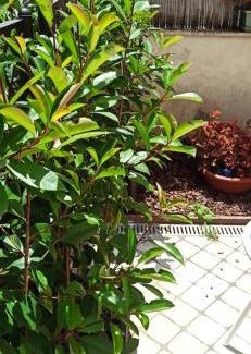 Prenestino-Centocelle Apartment | LA FARFALLA