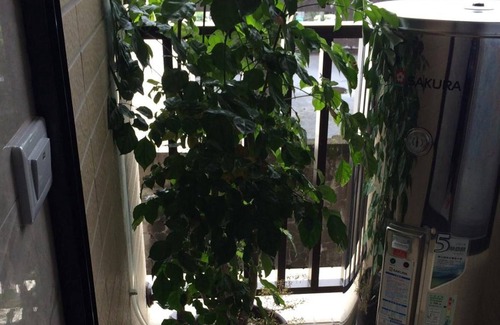 Luodong Bed & Breakfast | Luo Dong Traveler B&B