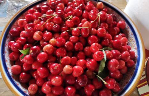 Fauglia Bed & Breakfast | Masseria Le Querciole