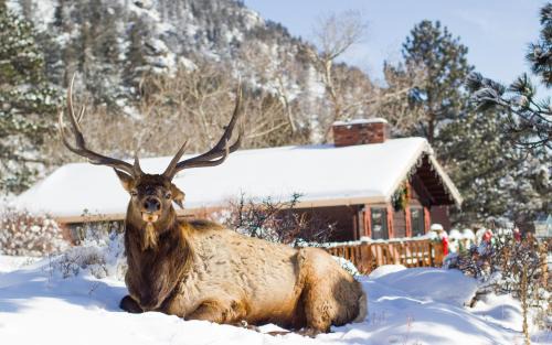 Estes Park Cabin | McGregor Mountain Lodge