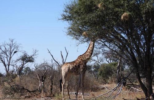 Maun Other | Okavango Bush Campsite