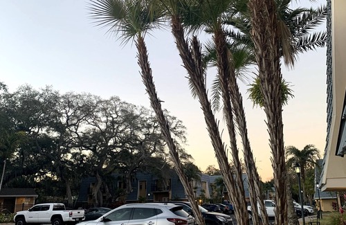 Dunedin Condo | Palms Paradise w/Patio-walk downtown or Ballpark!