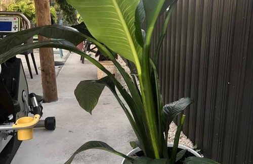 Golden Glades House | Paradise Oasis1