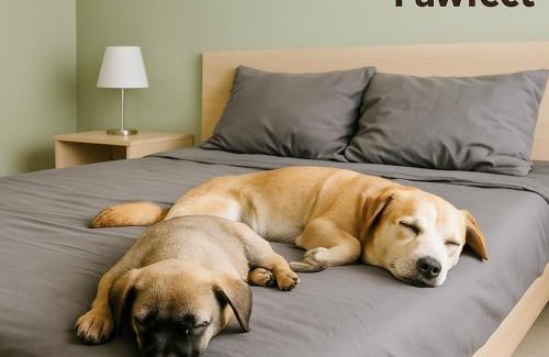 Mang Yang Bed & Breakfast | Pawfect Dining & Stay Pet Friendly Hotel in Da Lat