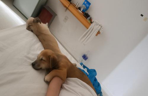 Mang Yang Bed & Breakfast | Pawfect Dining & Stay Pet Friendly Hotel in Da Lat
