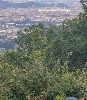 Florence Apartment | Poggio Paradiso