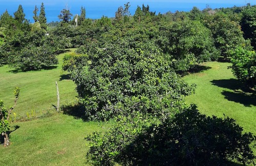 Papa House | Pomaika'i working avocado farm