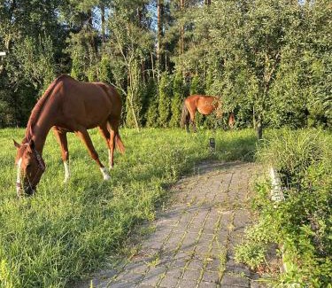 gmina Płoniawy-Bramura Apartment | Rancho 12 Dębów