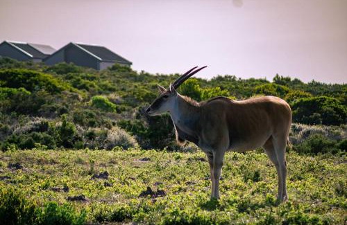 Gansbaai Villa | Romansbaai Oceanview Retreat