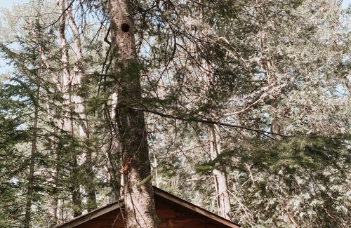 Greater Madawaska Cabin | Rustic Retreat - Private camping, small lake, cabin for sleeping.