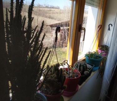 Central Serbia Apartment | Seosko turističko domaćinstvo MILKA