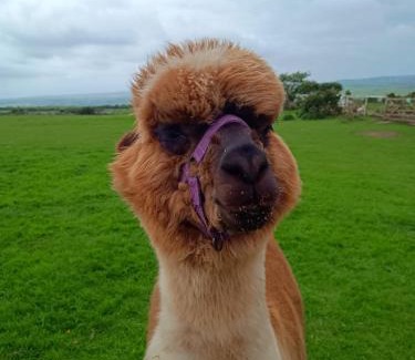 Llanerchymedd House | Short & Sweet Alpaca Retreat