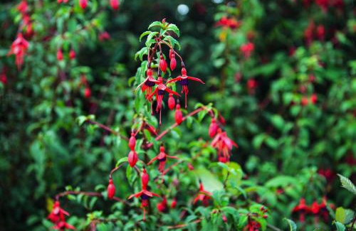 Ballinskelligs House | Skellig Fuchsia Lodge Ballinskelligs by Trident Holiday Homes