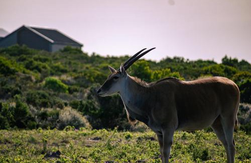 Gansbaai Villa | Solar-Powered Oceanview Retreat- 131 Cormorant