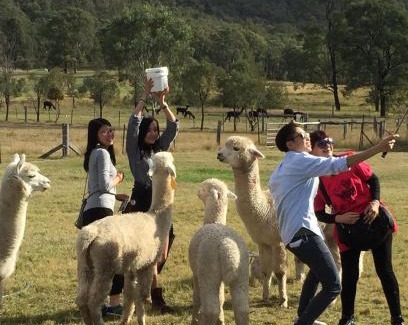 Broke Resort | Starline Alpacas Farmstay Resort