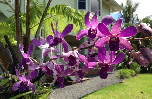 Hilo Apartment | Sweet and Cozy Hilo Studio - New listing