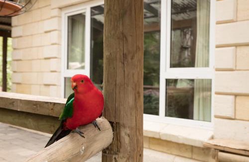 Mount Dandenong Bed & Breakfast | The Fernglen Forest Retreat