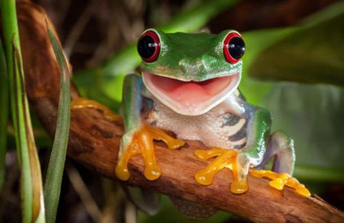 Coffs Harbour Apartment | The singing frogs studio