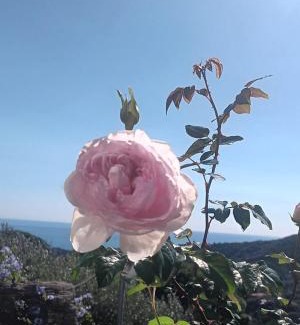 Celle Ligure Apartment | TraMonti e Mare, vistamare giardino, ideale famiglie