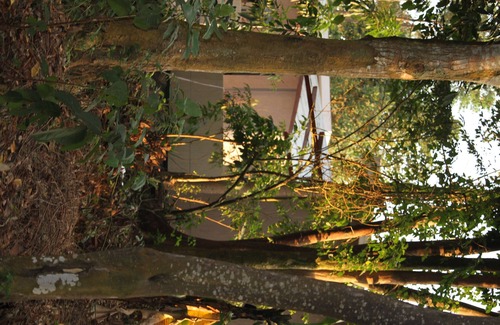 Entebbe Cabin | Tranquil forest cabin in Entebbe