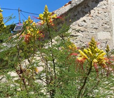 Maslinica Villa | Villa rustica bougainvillea