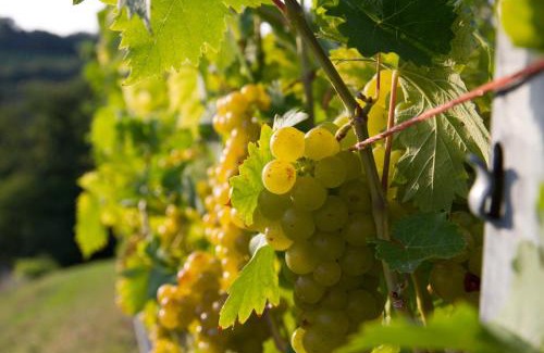 Ratsch Bed & Breakfast | Weingut Schwarzl
