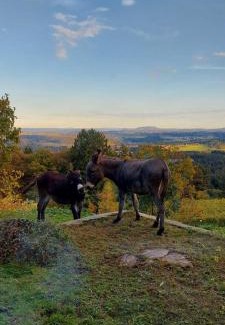 Sankt Stefan ob Stainz Apartment | Winzerei Schober