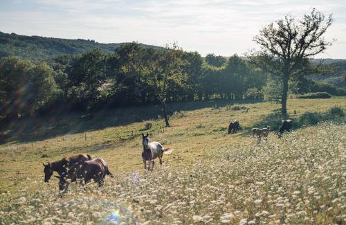 Saint-Mesmin Other | Yourte au coeur des chevaux