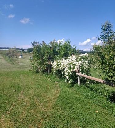 Agriturismo Il Cipresso