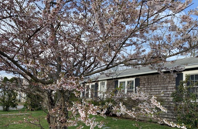 Authentic Cape Cottage 50 yards from Beautiful Bay Beach!