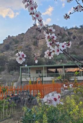 Cactus Bloom زهرة الصبار