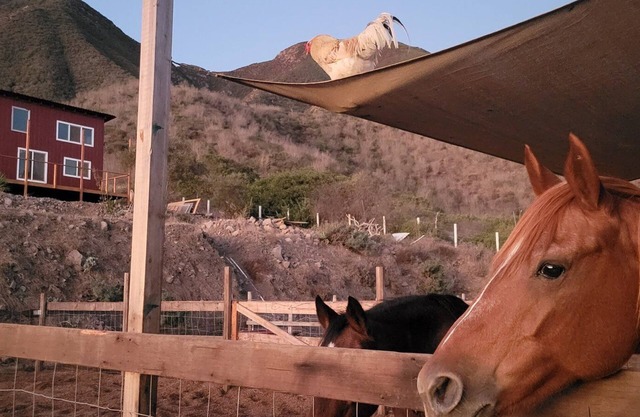 Charming casita on Lucky Tree Ranch horse ranch with 360° Views Ocean Mountains