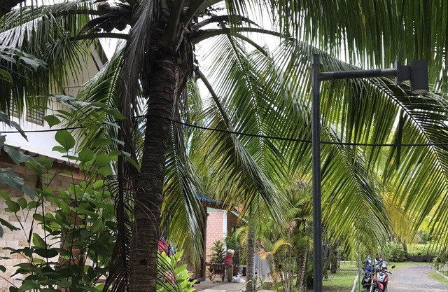 Coconut Bungalow