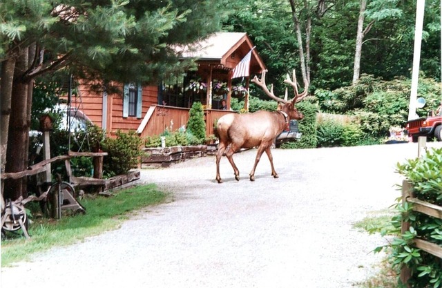 Enjoy the Creek! Spa! Family Oriented, Separate Cabin Available!