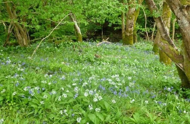 Hendre Aled Cottage 1
