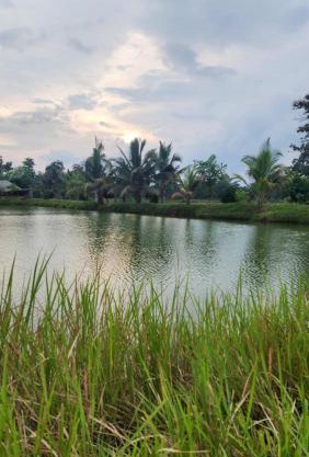 Himanshu fish and farm