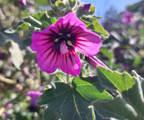 La Malva