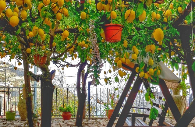 Lulu's Lemon Grove, vacation among the lemons!