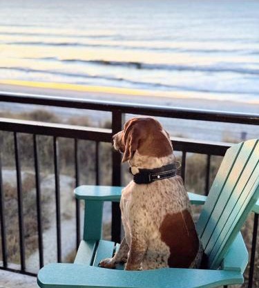 Oceanfront 3br/2ba Dog Friendly