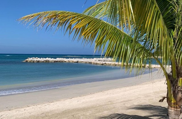 Palm BlossomJA Beach
