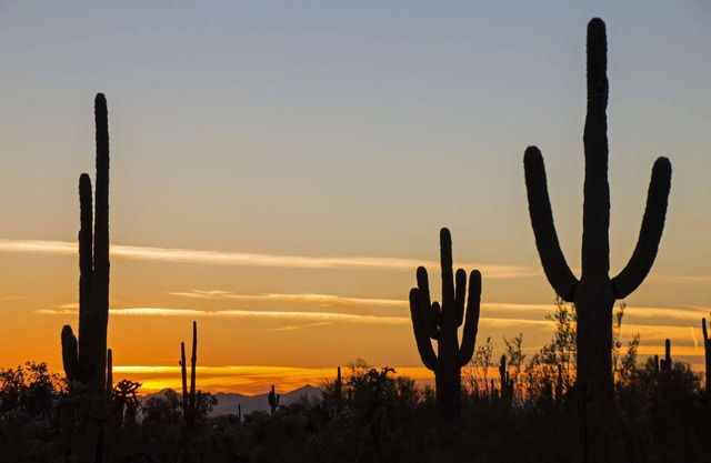 PVT backyard w Gated Pool & BBQ, Dog Friendly, WIFI, Close to ASU, 101 Freeway & Old Town Scottsdale