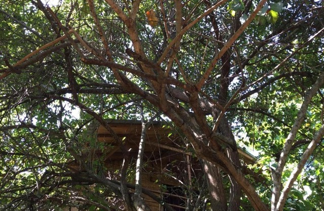 The Inn On The Tree Sigiriya